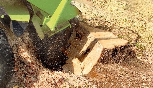 Stump grinder cutting wheel mid-cut into a hardwood stump with wood chips spraying