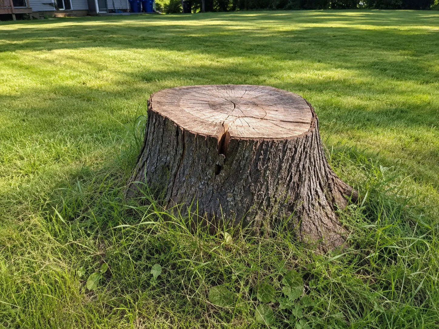 Tree stump at ground level in a residential lawn before grinding