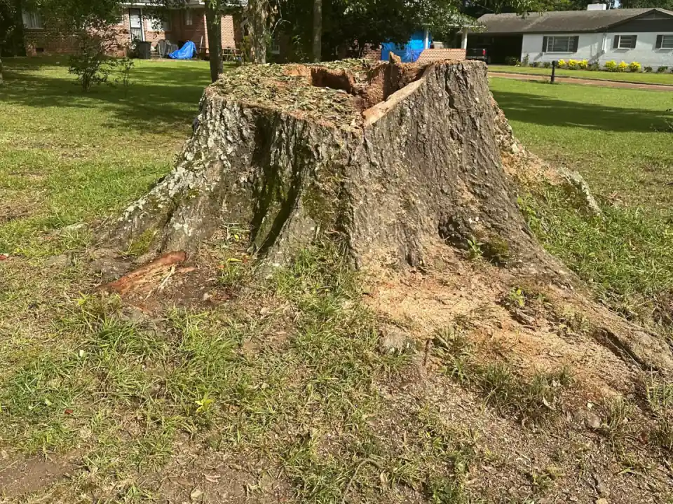 Large hardwood tree stump left in a Concord, NC front yard before grinding