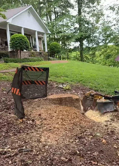 Pine stump being ground below grade in a Concord NC front yard, Korven stump grinder and debris shield in place